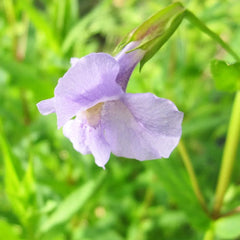 Mimulus Ringens Aquatic Pond Plant - Allegheny Monkey Flower