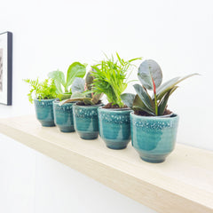 Premium Houseplant Mix (5 Plants) 9cm Pot House Plants
