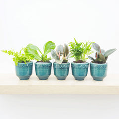Premium Houseplant Mix (5 Plants) 9cm Pot House Plants