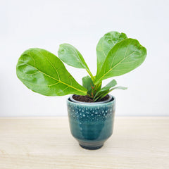 Premium Houseplant Mix (5 Plants) 9cm Pot House Plants