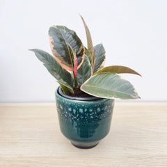 Premium Houseplant Mix (5 Plants) 9cm Pot House Plants