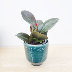Premium Houseplant Mix (5 Plants) 9cm Pot House Plants