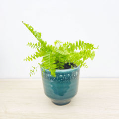 Premium Houseplant Mix (5 Plants) 9cm Pot House Plants