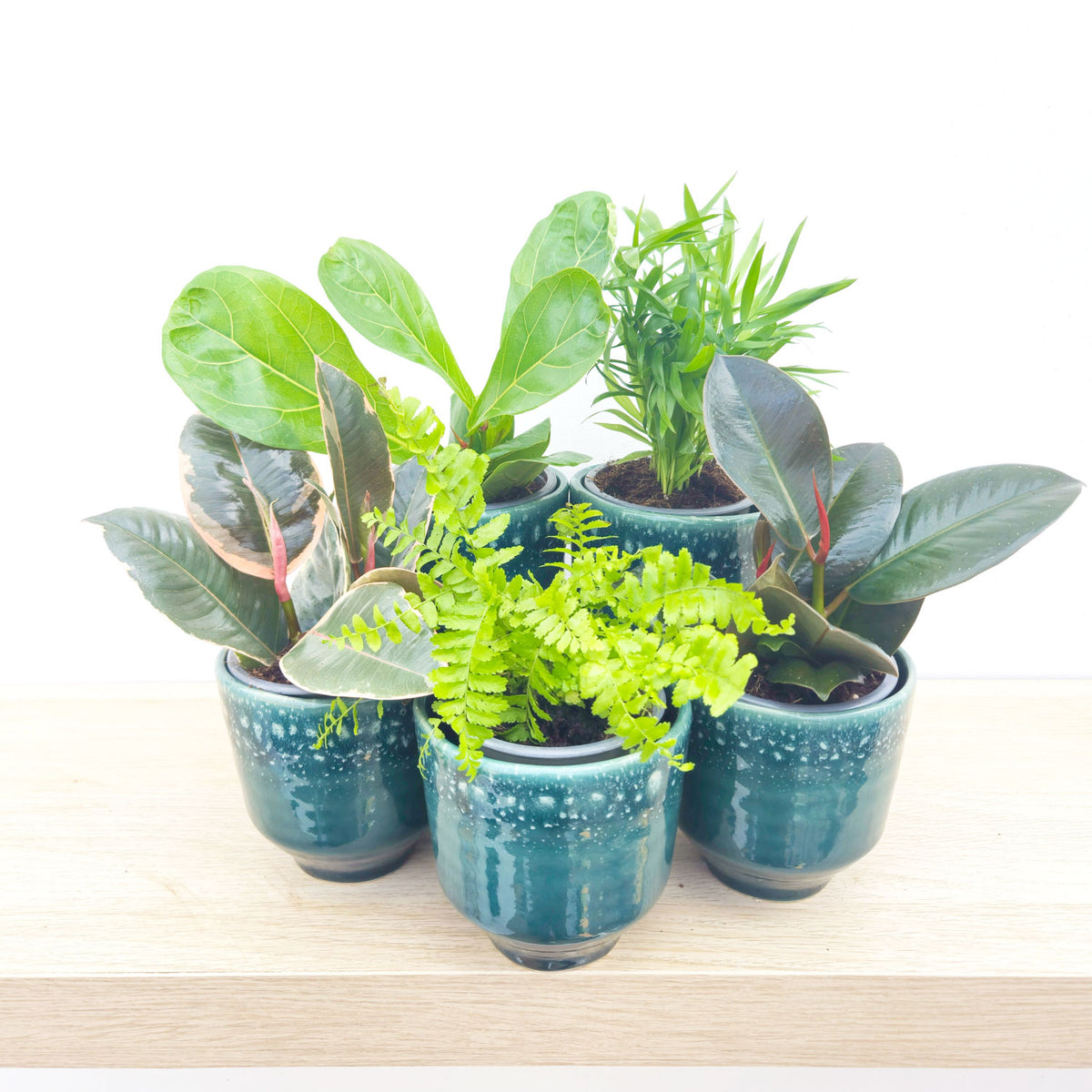 Premium Houseplant Mix (5 Plants) 9cm Pot House Plants
