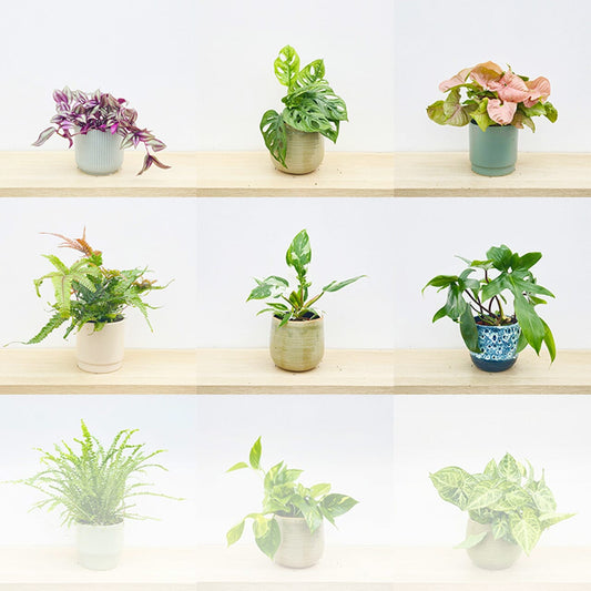 Collection of potted plants on wooden shelves with a white background