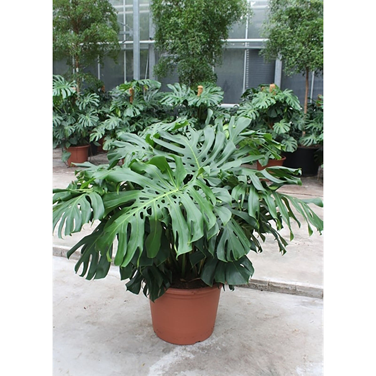 120 - 140cm XXL Monstera Deliciosa 55cm Pot 6 Plants in Pot House Plant