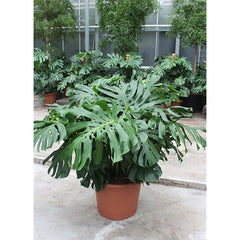 120 - 140cm XXL Monstera Deliciosa 55cm Pot 6 Plants in Pot House Plant