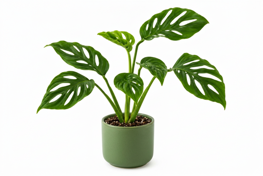 25 - 45cm Monstera Aussie Dream 12cm Pot House Plant