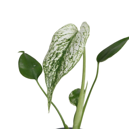 Monstera Devil Monster House Plant 6cm Pot