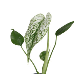 Monstera Devil Monster House Plant 6cm Pot
