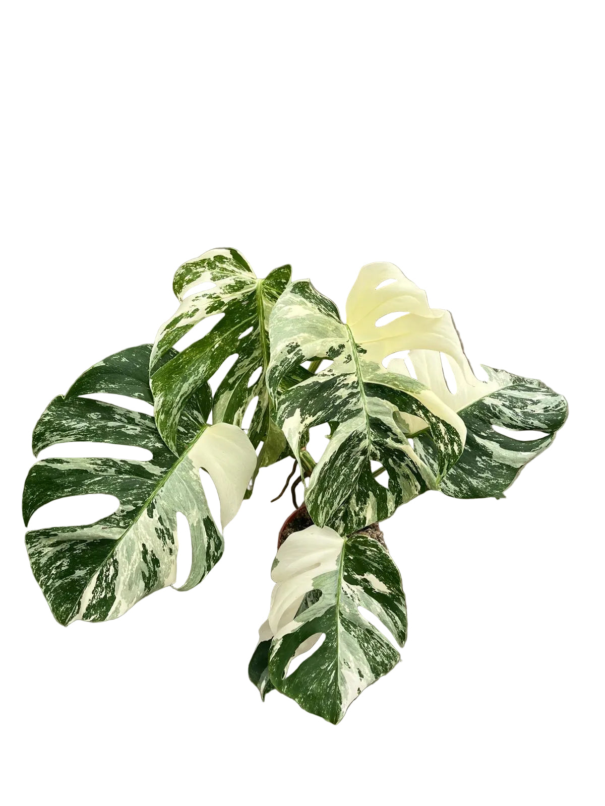 50 - 70cm Variegated Monstera - Monstera Variegata Albo Cheese Plant 15cm Pot House Plant (Copy)