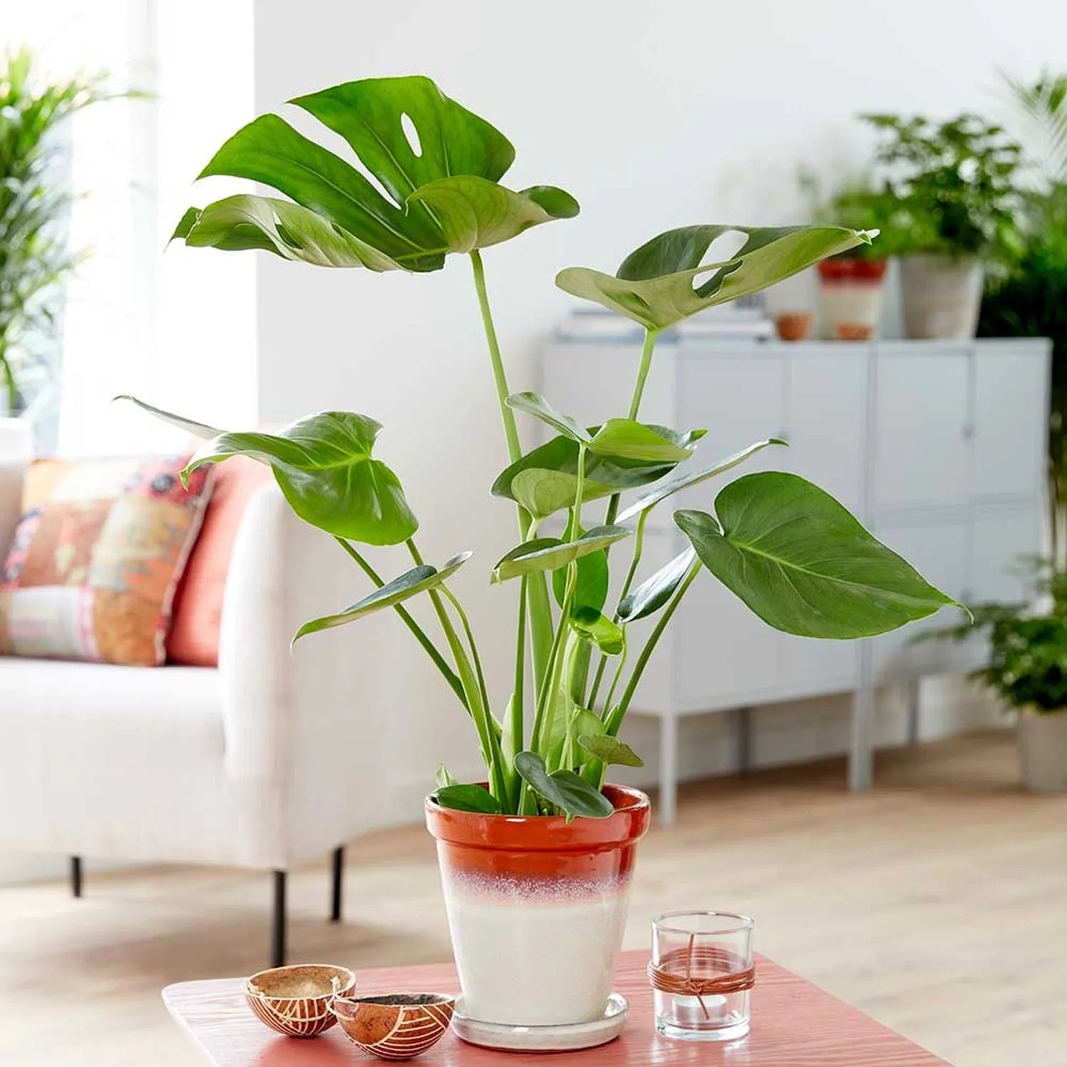 Monstera Deliciosa Swiss Cheese Plant House Plant