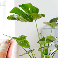 Monstera Deliciosa Swiss Cheese Plant House Plant
