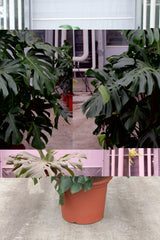 Monstera Deliciosa Swiss Cheese Plant House Plant