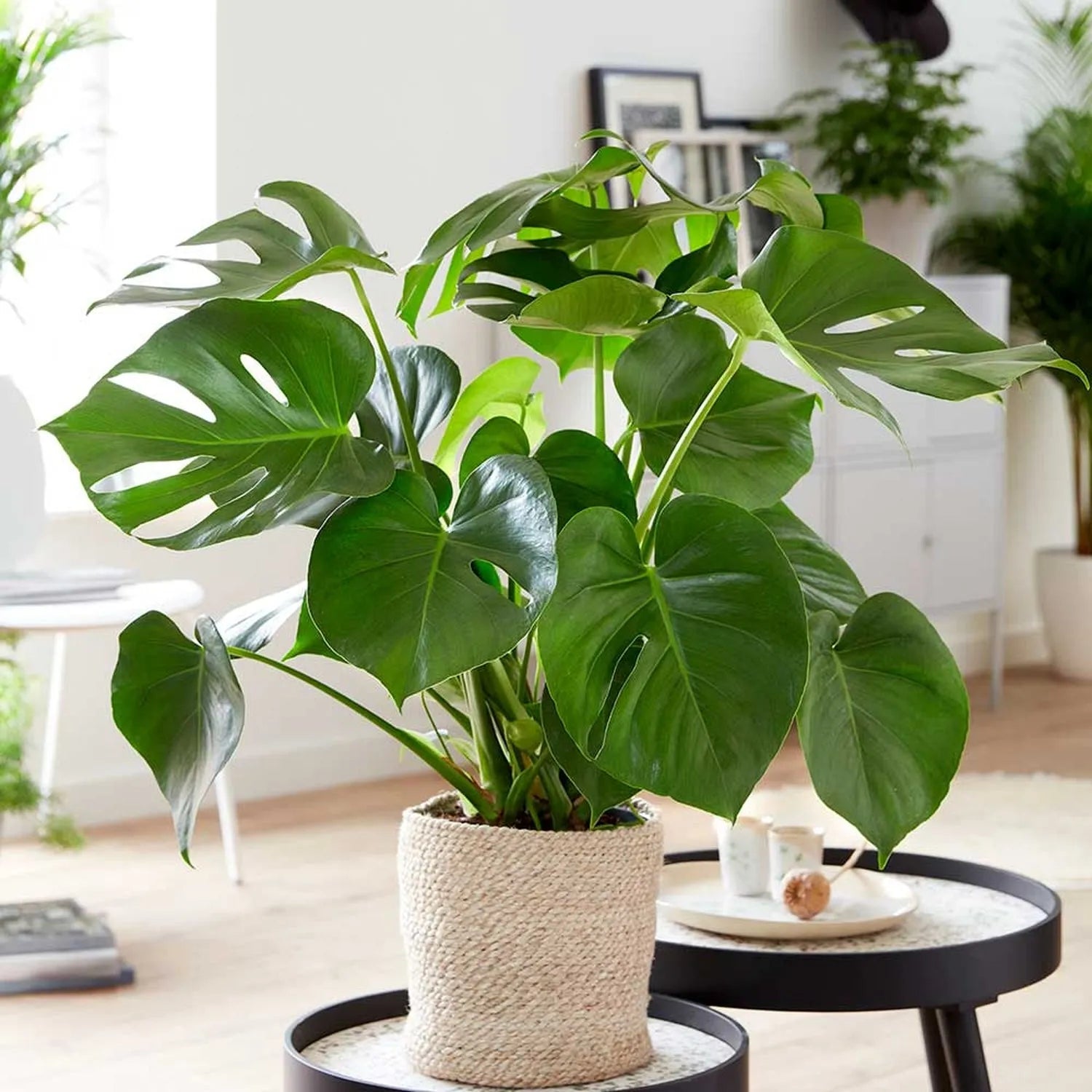 Monstera Deliciosa Swiss Cheese Plant House Plant