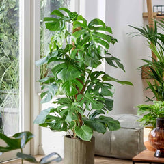 Monstera Deliciosa on Mosspole Swiss Cheese Plant House Plant