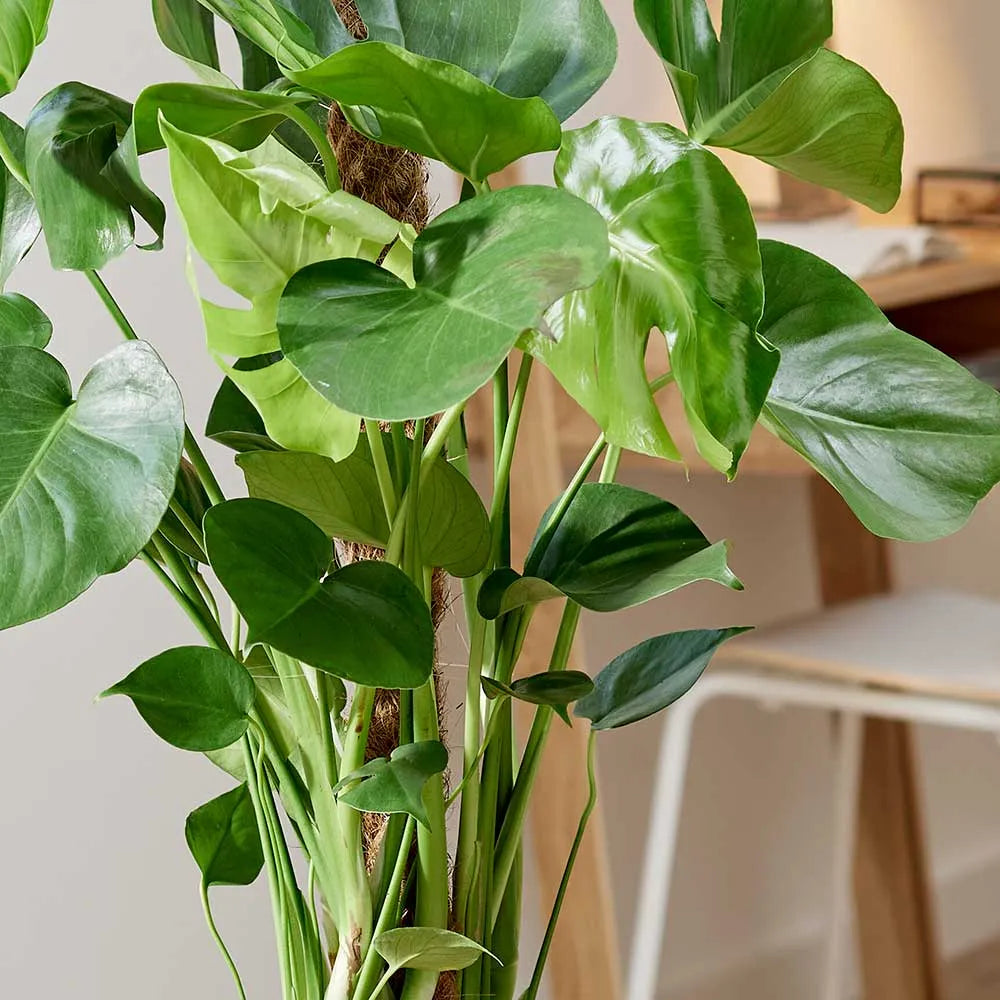 Monstera Deliciosa on Mosspole Swiss Cheese Plant House Plant