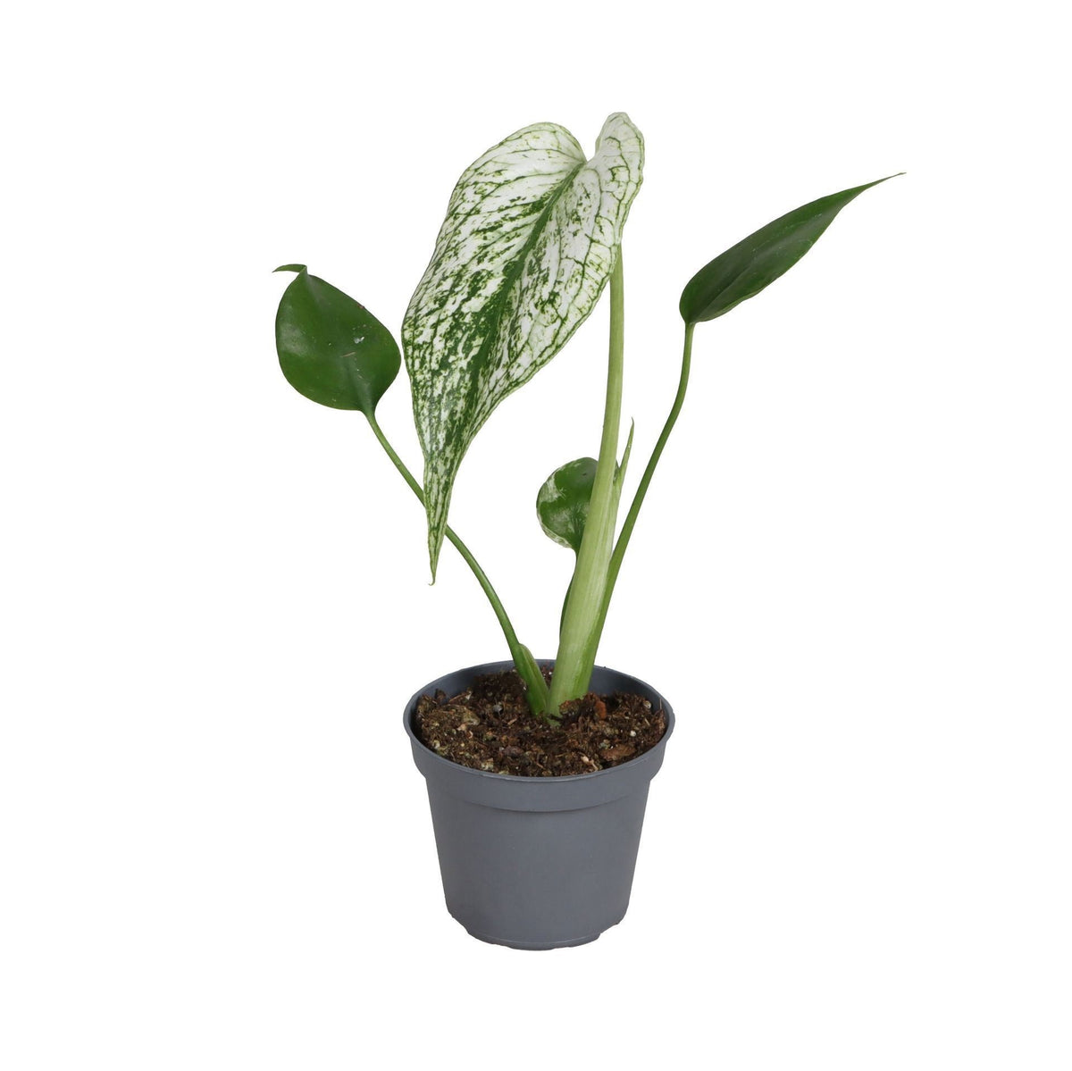Monstera Devil Monster House Plant 6cm Pot