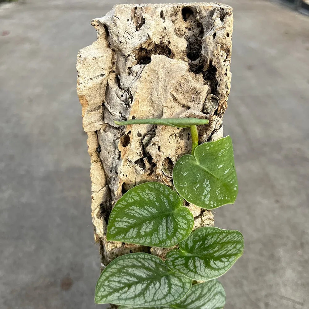 Monstera Dubia on Eco Mosspole House Plant