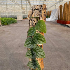 Monstera Dubia on Eco Mosspole House Plant