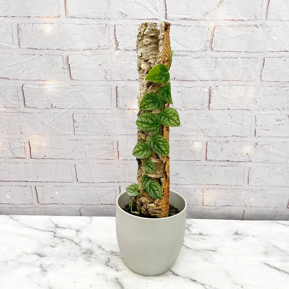 Monstera Dubia on Eco Mosspole House Plant