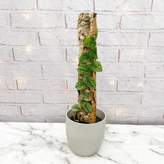 Monstera Dubia on Eco Mosspole House Plant