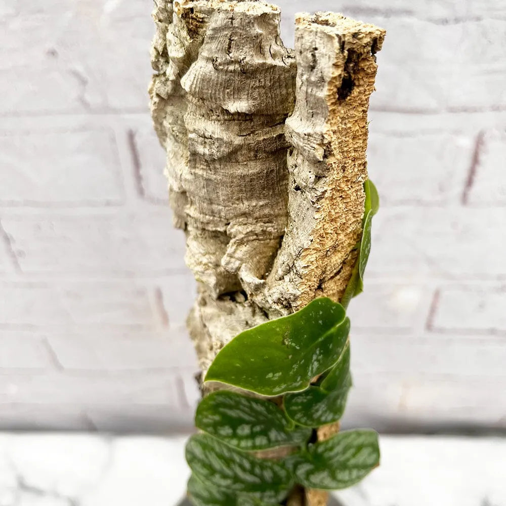 Monstera Dubia on Eco Mosspole House Plant