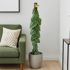 Monstera Dubia on Eco Mosspole House Plant