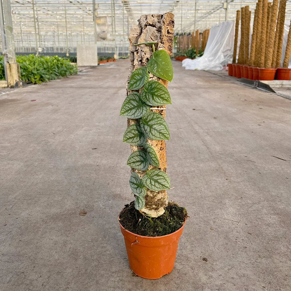 Monstera Dubia on Eco Mosspole House Plant
