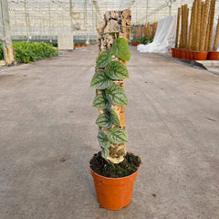 Monstera Dubia on Eco Mosspole House Plant