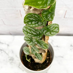 Monstera Dubia on Eco Mosspole House Plant