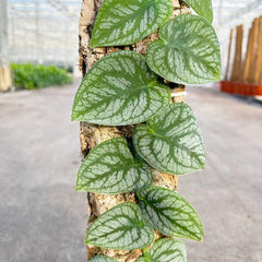 Monstera Dubia on Eco Mosspole House Plant