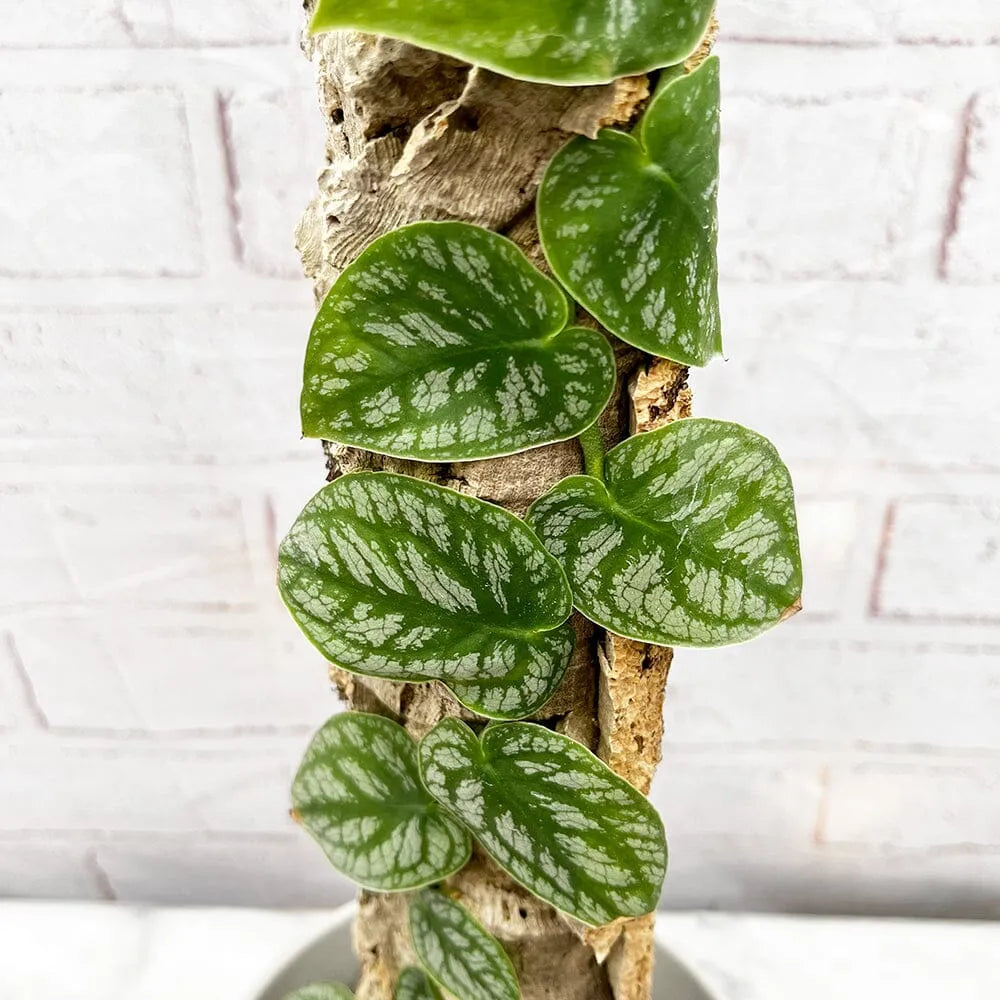 Monstera Dubia on Eco Mosspole House Plant