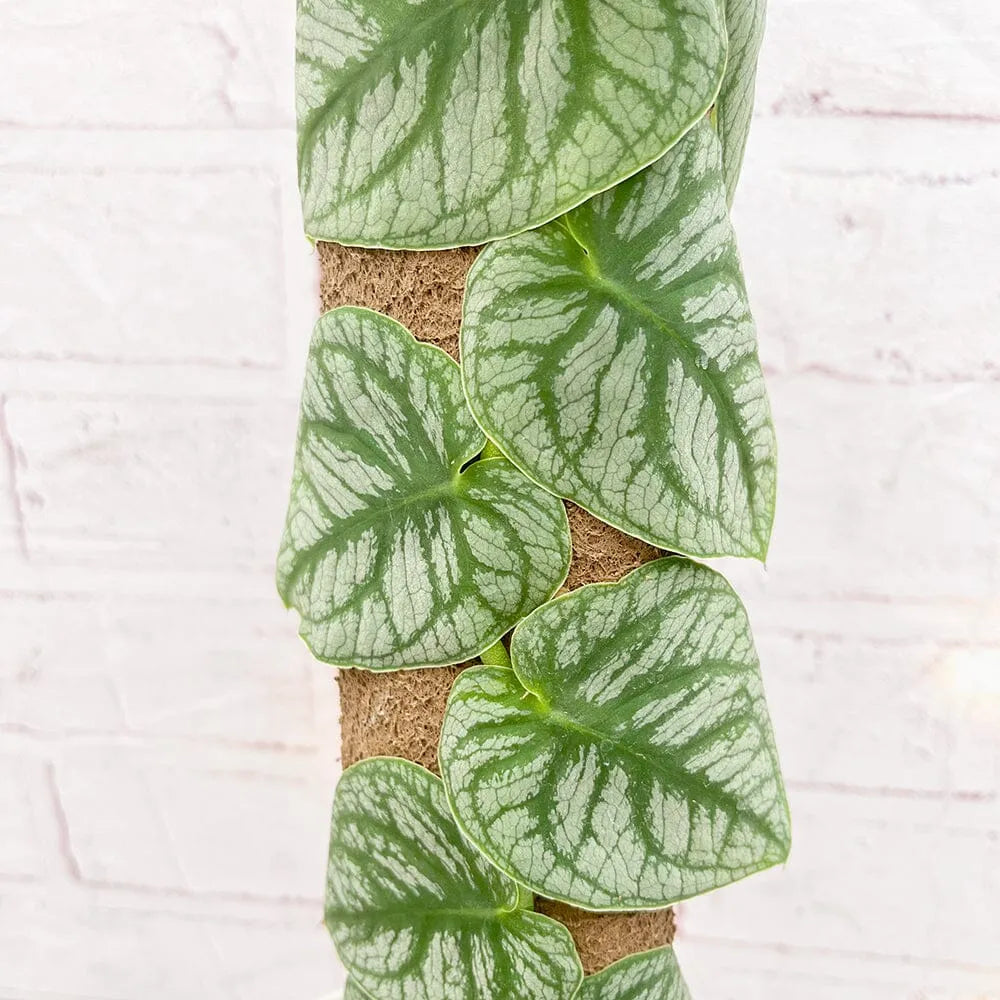 Monstera Dubia on Eco Mosspole House Plant