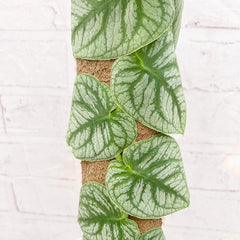 Monstera Dubia on Eco Mosspole House Plant