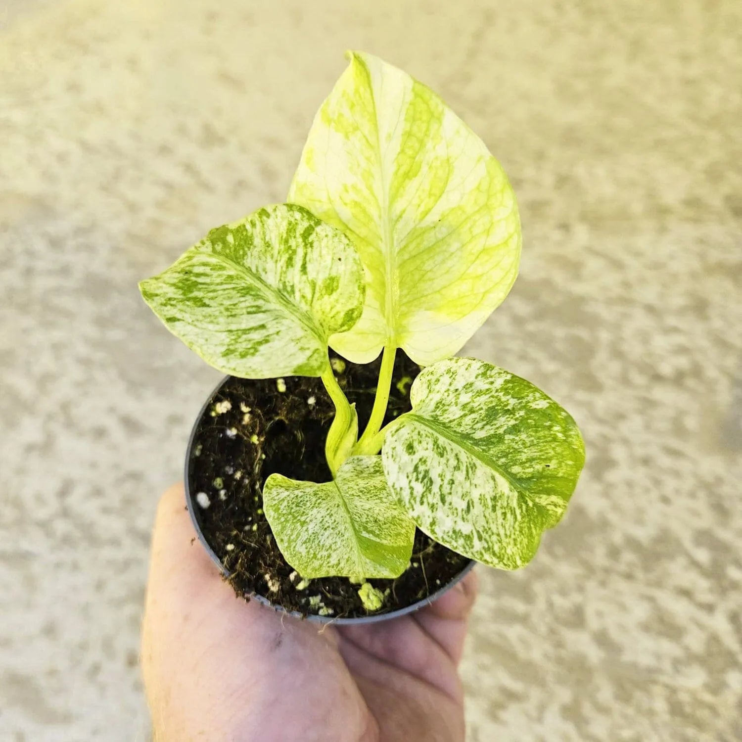 Monstera Mint Deliciosa Cheese Plant Variegated 9cm Pot