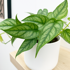 Monstera Siltepecana House Plant