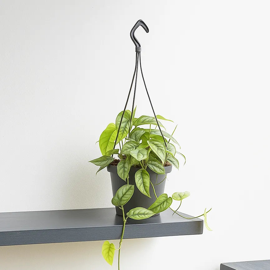 monstera siltepecana hanging basket Monstera Siltepecana House Plant – Plants For All Seasons