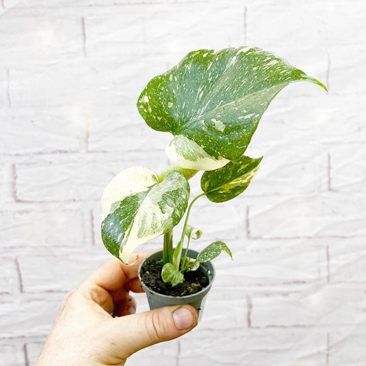 Monstera Thai Constellation Cheese Plant Variegated 6cm Pot House Plant
