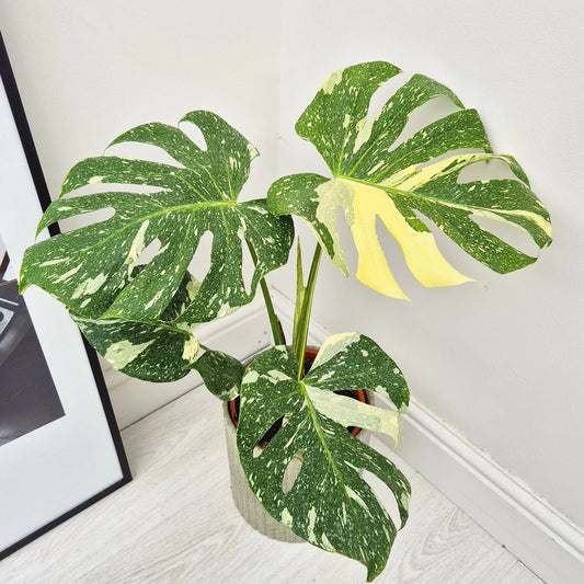 monstera cactus 35