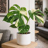 Monstera Thai Constellation Cheese Plant Variegated House Plant