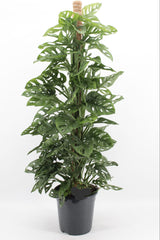Monstera Adansonii Monkey Mask House Plant