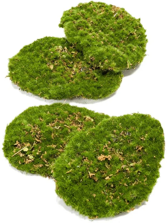 Moss plate Artificial Plant Premium Faux 5cm Height