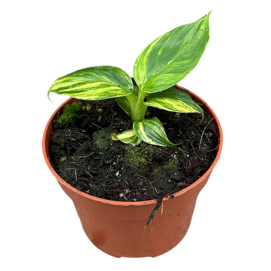 5 - 10cm Variegated Musa Aurea 10.5cm Pot House Plant