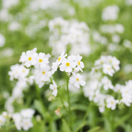 Myosotis Scorpioides Snowflakes Aquatic Pond Plant - Water Forget-Me-Not