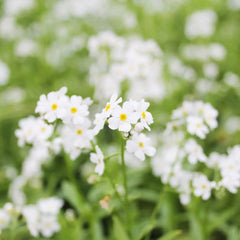 Myosotis Scorpioides Snowflakes Aquatic Pond Plant - Water Forget-Me-Not