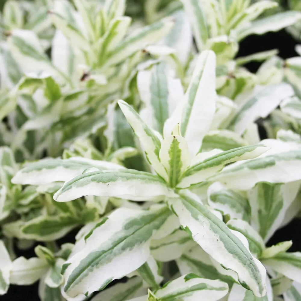 Myosotis Scorpioides Variegata Aquatic Pond Plant  - Variegated Water forget Me Not