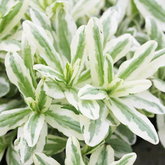 Myosotis Scorpioides Variegata Aquatic Pond Plant  - Variegated Water forget Me Not