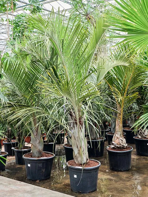Neodypsis Decaryi 55cm Pot 250cm Height Outdoor Tree