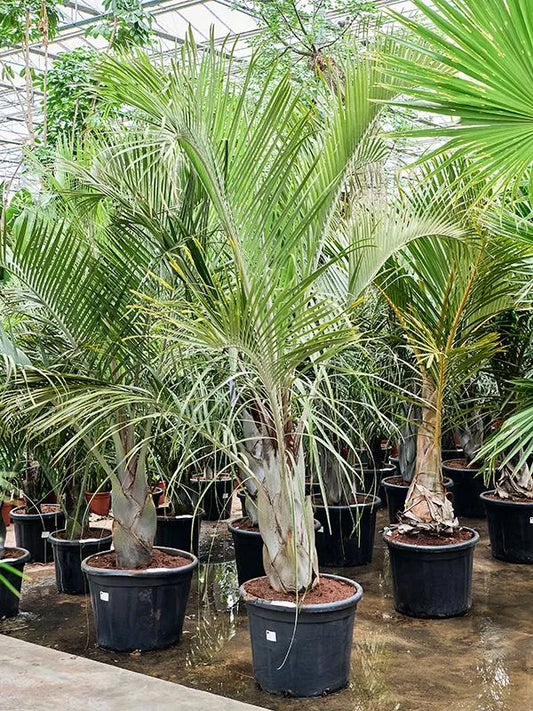 Neodypsis Decaryi 55cm Pot 250cm Height Outdoor Tree